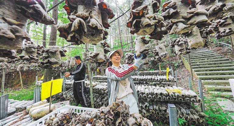 高质量发展产业调研】林下生金mg不朽情缘游戏登录入口【(图3)